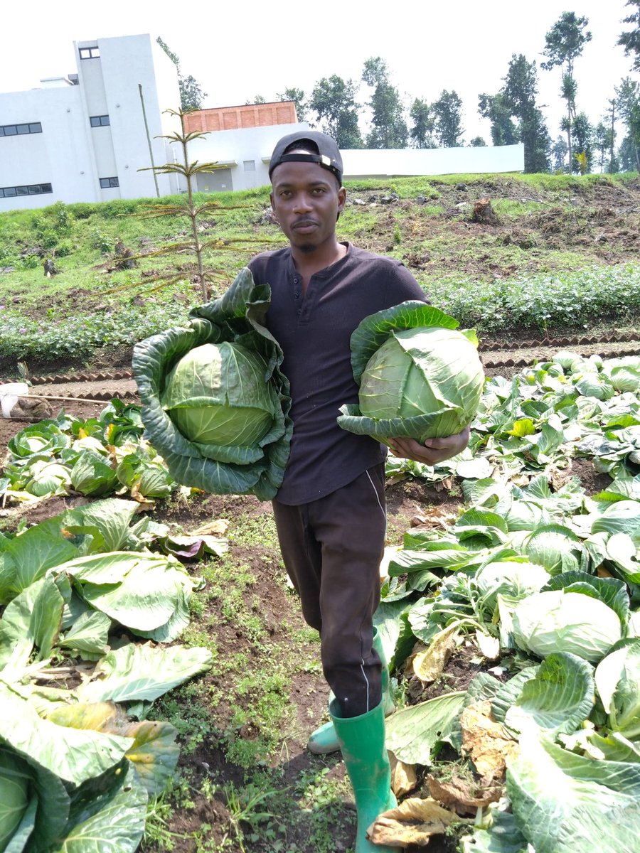 UwaseYves3's tweet image. Cabbage farming is a profitable business once it is done wisely. Choose high-yielding and disease-resistant varieties, implement GAP and earn money 💰💰 

What do you think about this variety?