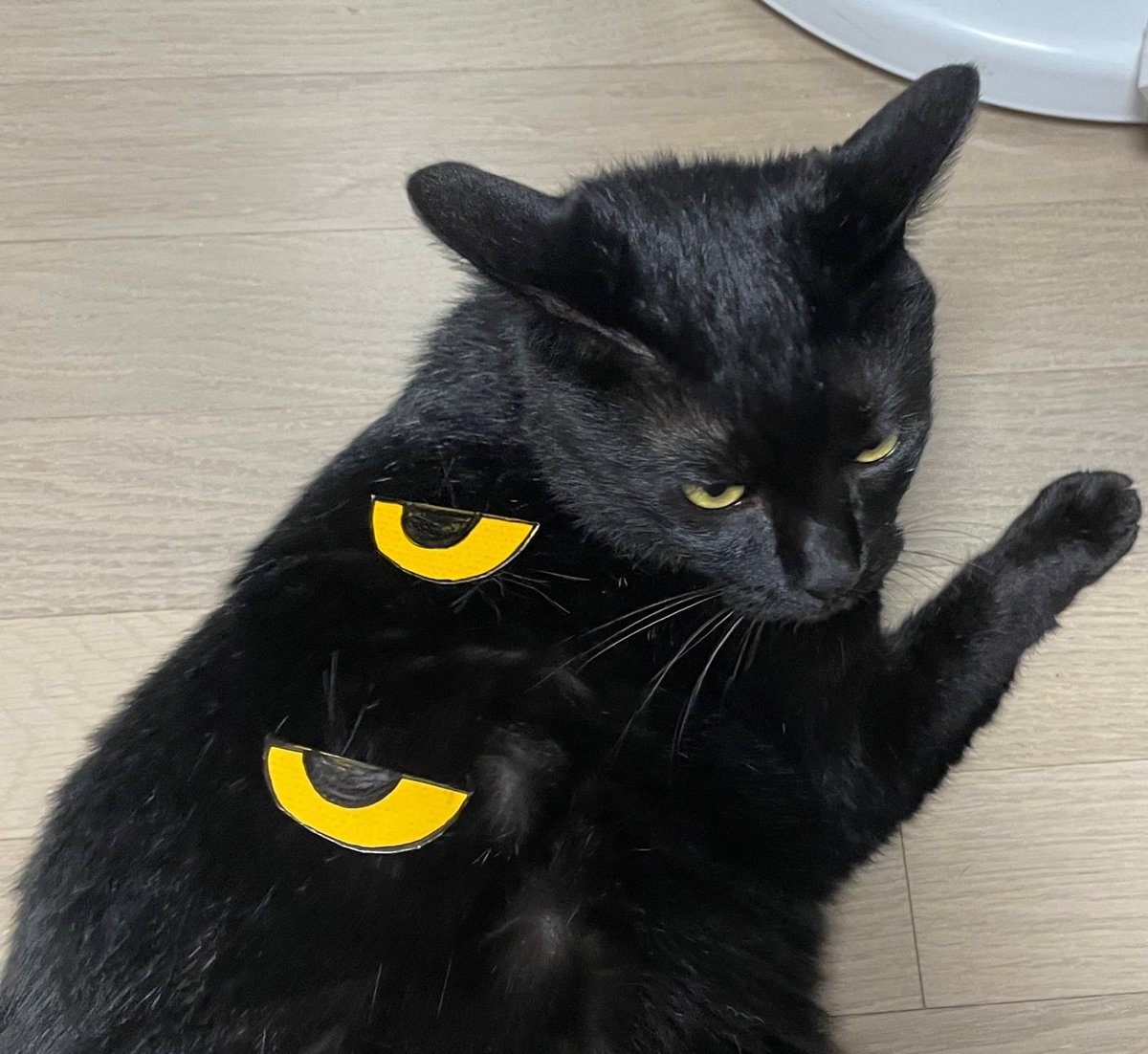 아내가 다이제 씬 포장지로 고양이한테 케데헌 수지였나 서씨인가 그 더피랑 같이 나오는 까치 저가 코스프레 시킴