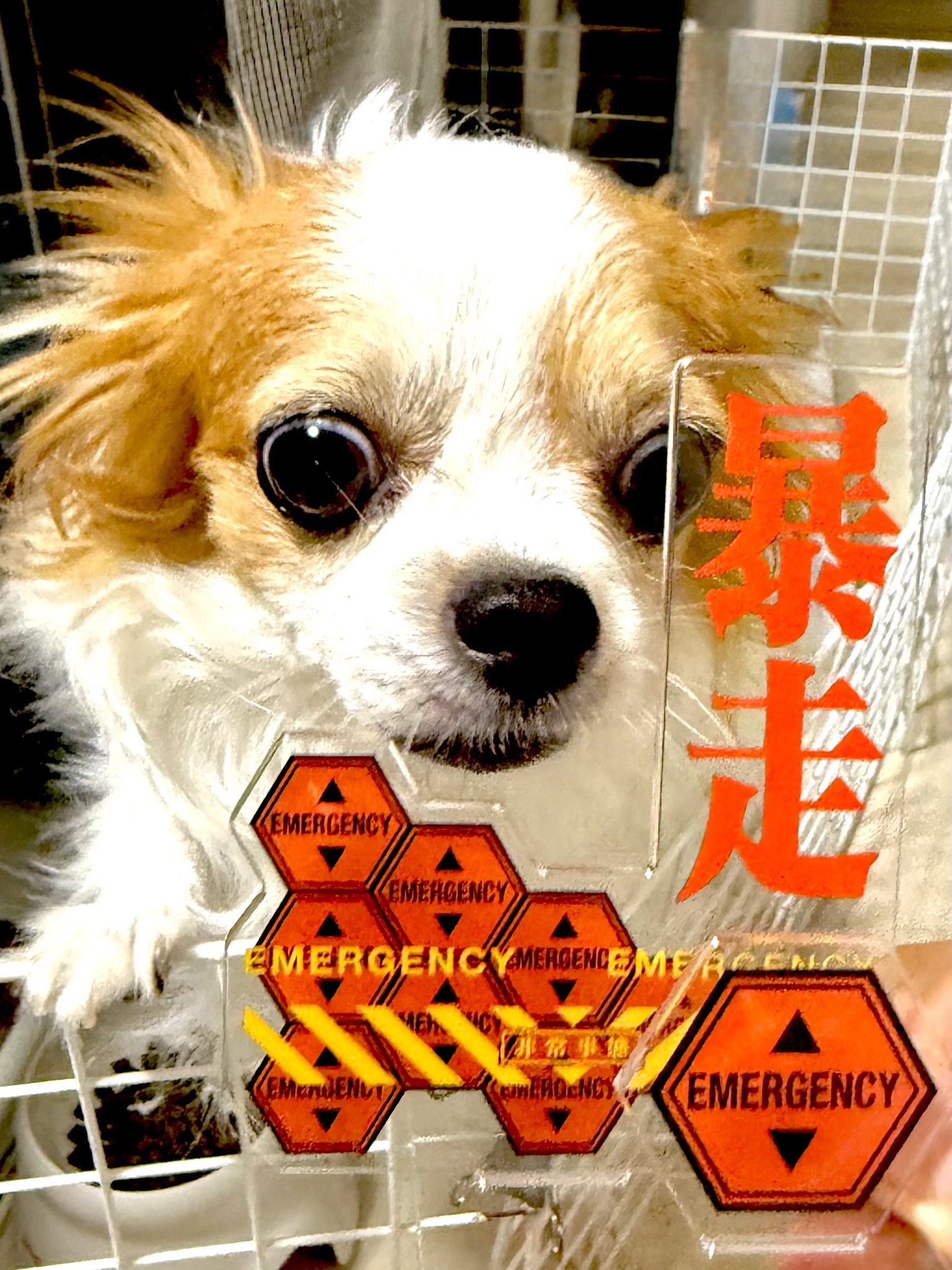 【A】犬　キャンバスF3号　BAEZ3 パピヨン あお♂パピヨン2.3kg on X: 
