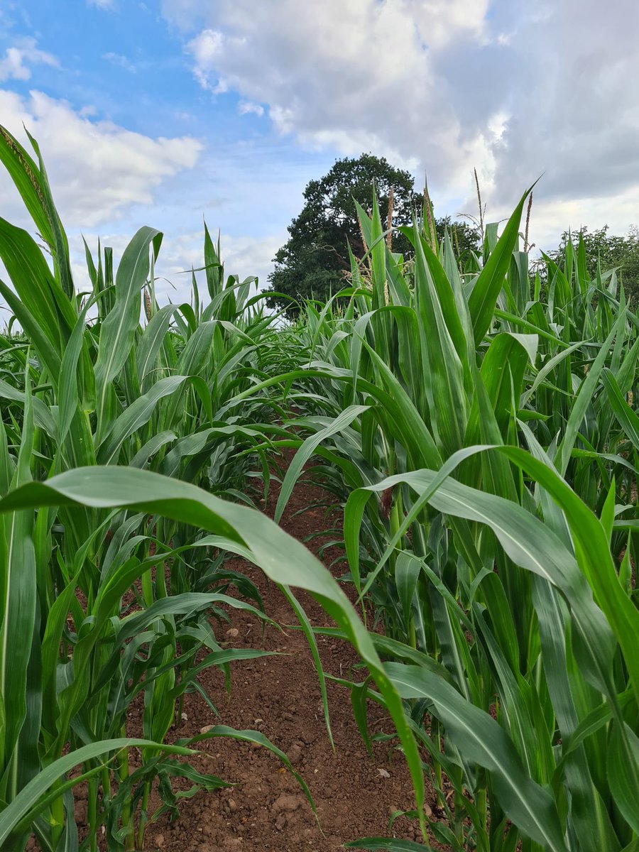 PROT_DISEWORTH's tweet image. Your robust signage is holding up well @SEGROplc @SleathDavid advising you've so kindly added a non-statutory consultation!Oh how grateful the community is. 2nd photo the maize you want to concrete over.Only a snippet of what you want to destroy. FREEPORT HEAVEN @@EuropeanPowell