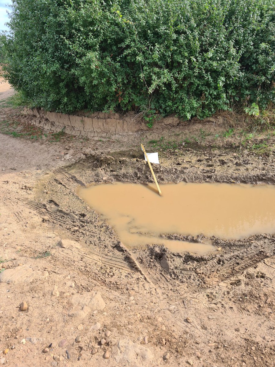 PROT_DISEWORTH's tweet image. Your robust signage is holding up well @SEGROplc @SleathDavid advising you've so kindly added a non-statutory consultation!Oh how grateful the community is. 2nd photo the maize you want to concrete over.Only a snippet of what you want to destroy. FREEPORT HEAVEN @@EuropeanPowell