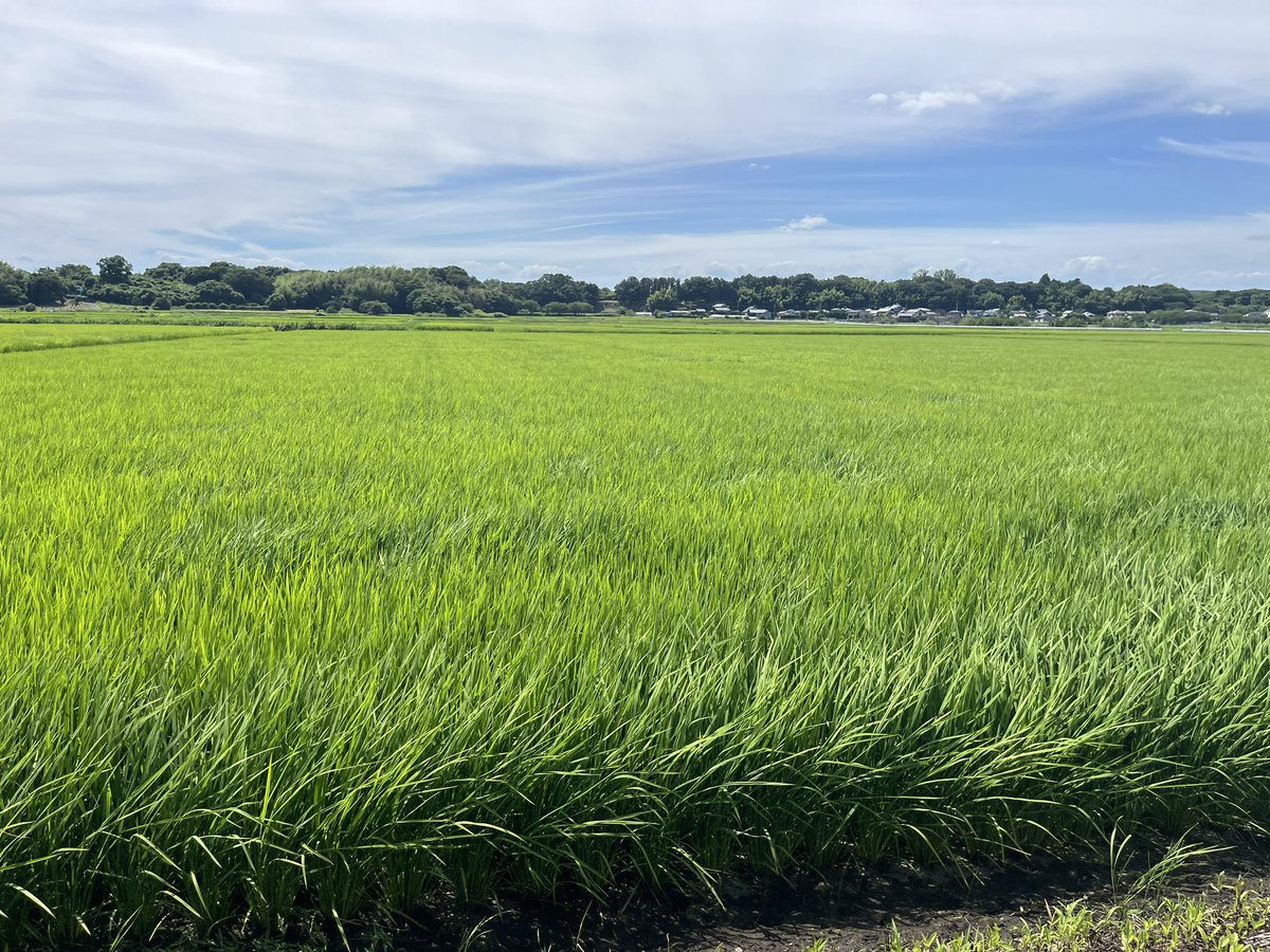 danchiing's tweet image. 田んぼのあちこちで水が入ってくるところに冷たい空気が流れていて気持ちよいサイクリングでした