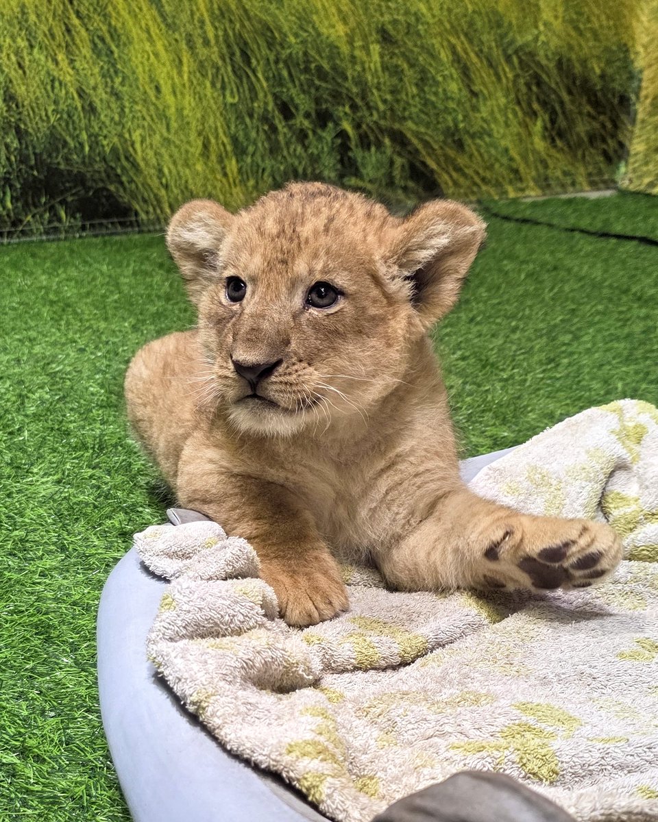 私の予約時間の当番はスコッチくん🦁
肉球🐾チラリ｜д｀)д｀)ﾁﾗﾘ

2025年5月30日生まれ
父ラサラス　母ベルモット
#スコッチ
#ライオンの赤ちゃんデビューフェア
#群馬サファリパーク
#ライオン
2025/7/13(日)📷️