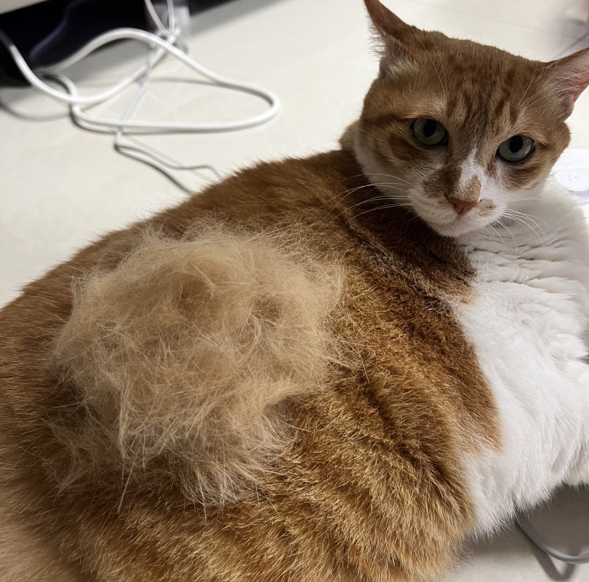 geumdong103's tweet image. 오늘의 털 수확