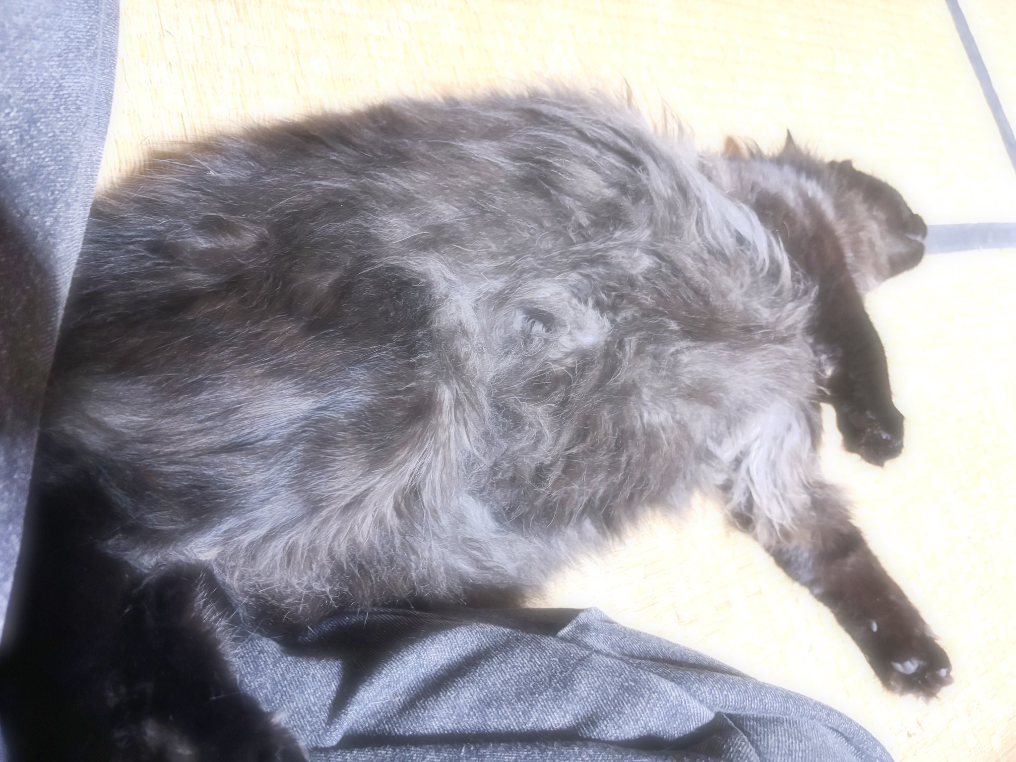 黒ネコにゃんにゃんです mofusand 黒仔猫にゃんBIGぬいぐるみ | 商品紹介 | 株式会社