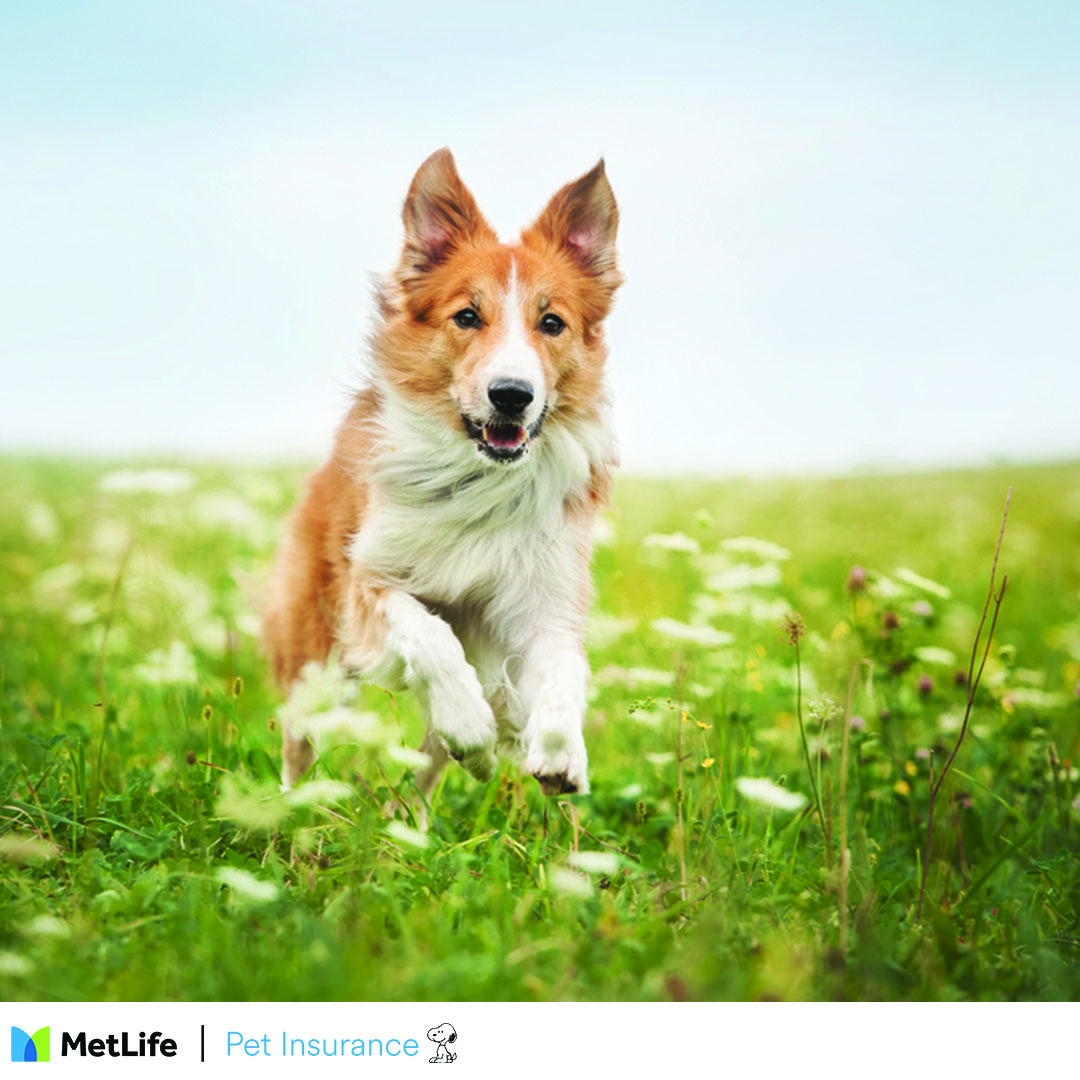 Hip dysplasia can cause discomfort for your pet and may be costly to treat or manage. Based on how severe the hip dysplasia is, your pet might even need special care. #PetInsurance #HipDysplasia #PetCare #LoveMyMetLifePet

hubs.ly/Q03xXT5w0