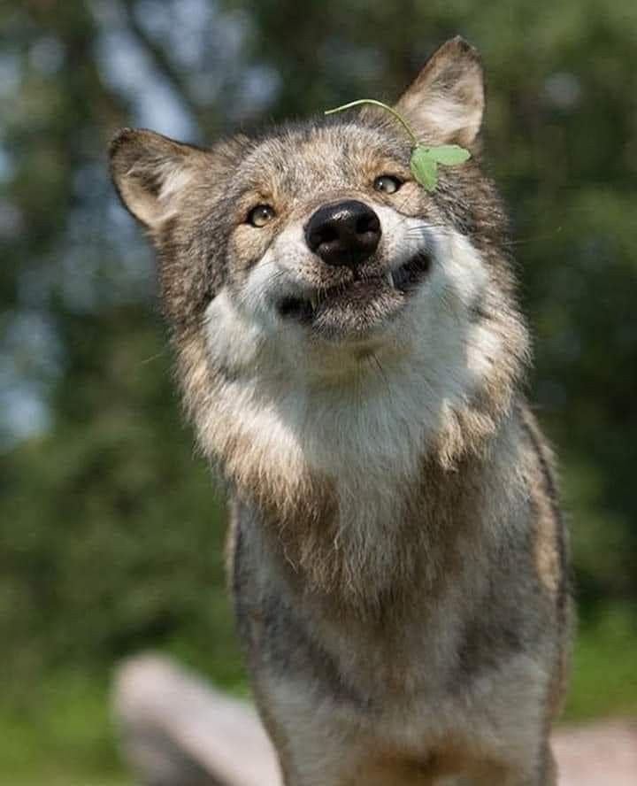 its just a leaf man calm down