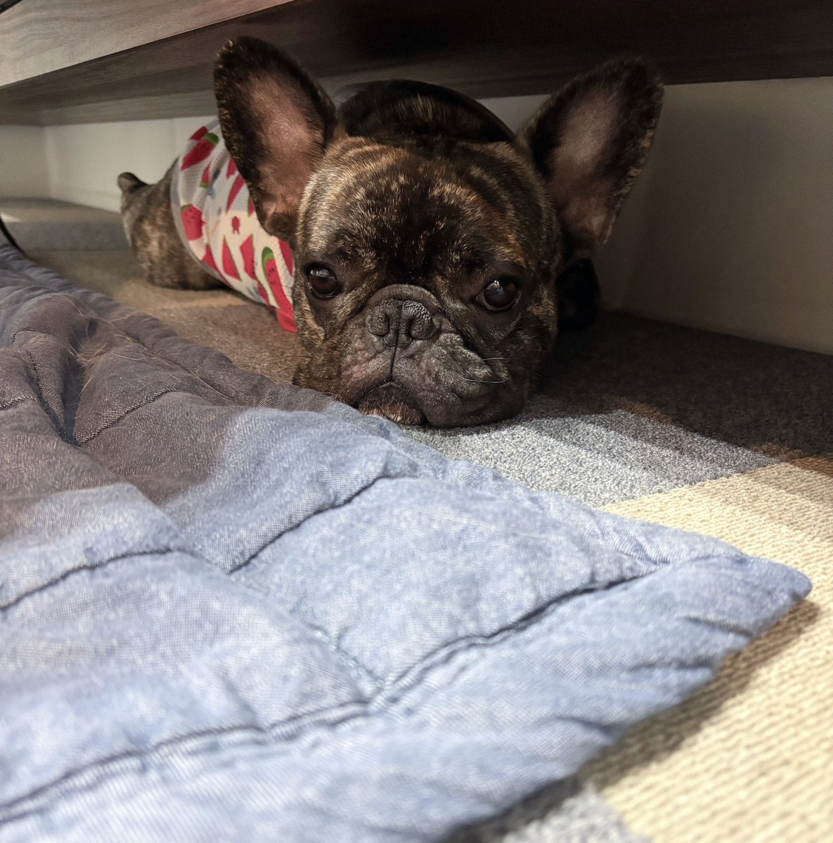 chachamaru_pug's tweet image. いつまでかくれんぼしてるのー😂

#フレブル #フレンチブルドッグ