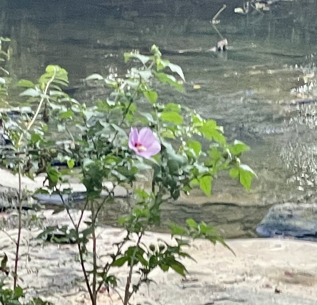 Patricia Cornwell tweet media