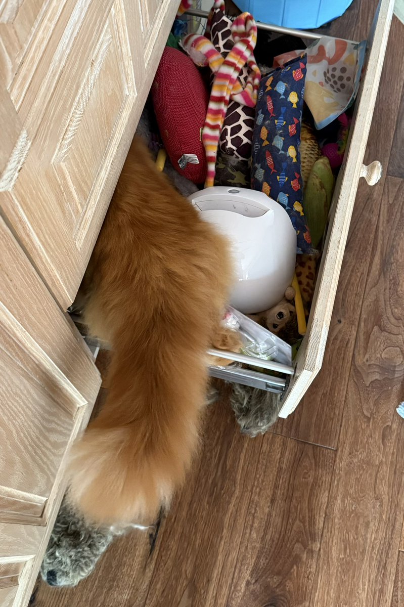 buddy_gizmo's tweet image. A tail of #Caturday shenanigans with Gizmo as he decides which toys he’d like out of the drawer. The answer is all of them 😹😹🦁🦁 #teamfloof #CatsOfTwitter