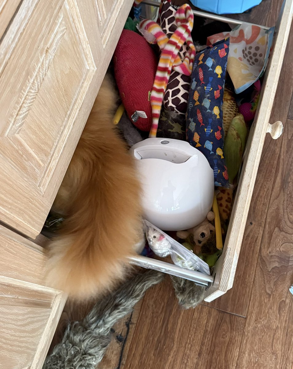 buddy_gizmo's tweet image. A tail of #Caturday shenanigans with Gizmo as he decides which toys he’d like out of the drawer. The answer is all of them 😹😹🦁🦁 #teamfloof #CatsOfTwitter
