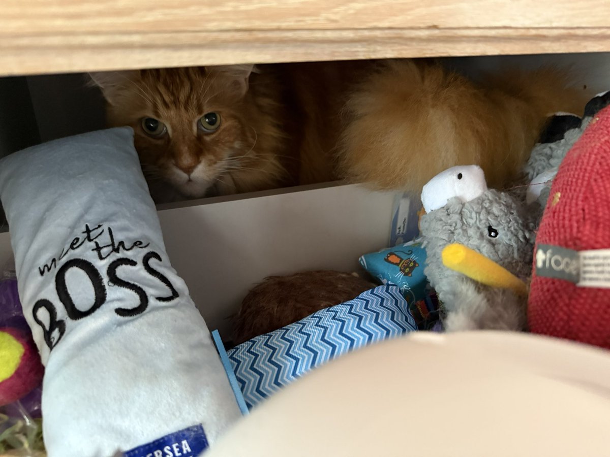 buddy_gizmo's tweet image. A tail of #Caturday shenanigans with Gizmo as he decides which toys he’d like out of the drawer. The answer is all of them 😹😹🦁🦁 #teamfloof #CatsOfTwitter