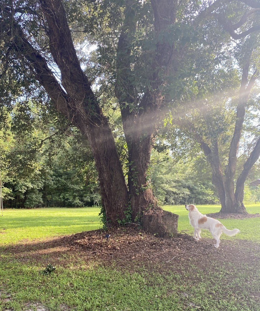 _Catturd2trump_'s tweet image. I get attacked 24/7 from all angles on X …
But do you know why I don’t give AF and laugh at the loser snowflakes?
Because watching Wiggles chasing a squirrel on the Catturd ranch is 100x more important to me than all the loser haters will ever be.
It’s called being grounded.