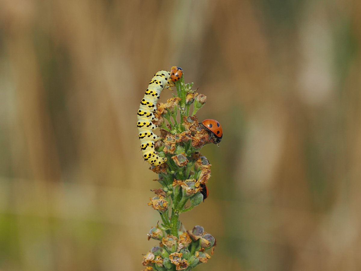 MickJones9's tweet image. There is something wonderful to see every few paces at @BBOWT Dancersend Extension - grasshopper stored for later in funnel web of Agelena labrynthica spider, Small Blue on its food plant Kidney Vetch, Striped Lychnis caterpillar, 6-spot Burnet Moth pole dancing.