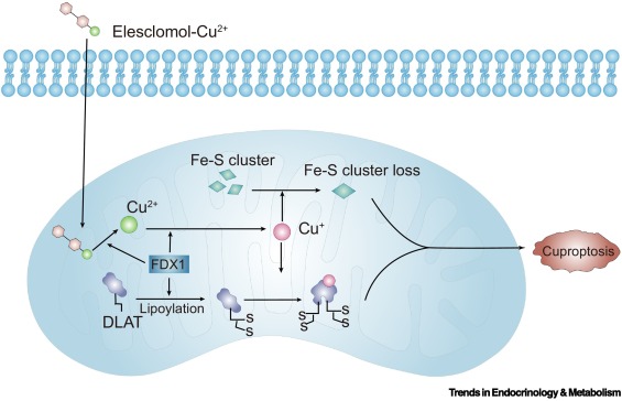 Trends_Endo_Met's tweet image. Online Now: A metabolic perspective on cuproptosis dlvr.it/TM0s5H #trends #endocrinology #metabolism