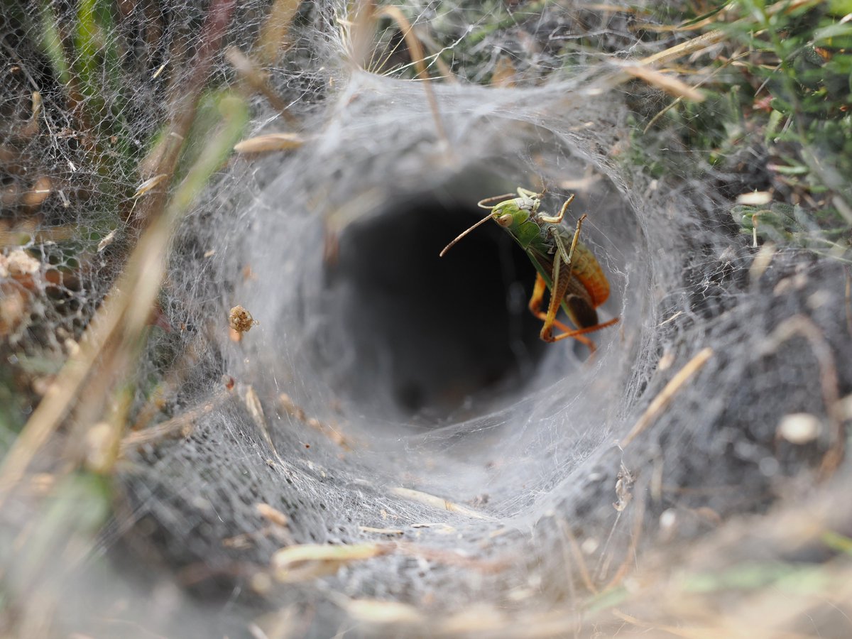 MickJones9's tweet image. There is something wonderful to see every few paces at @BBOWT Dancersend Extension - grasshopper stored for later in funnel web of Agelena labrynthica spider, Small Blue on its food plant Kidney Vetch, Striped Lychnis caterpillar, 6-spot Burnet Moth pole dancing.