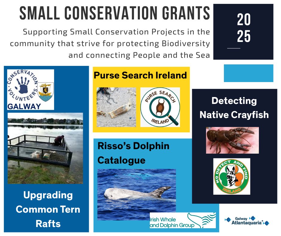 Four successful applicants of the 2025 Small Conservation Grants were announced this week. Thank you to all our visitors and supporters, we could not offer these grants without your continued support. For more information see nationalaquarium.ie/successful-app…