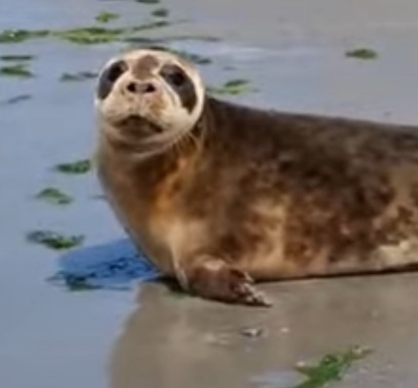 yoichi_yoi_yoi's tweet image. 何度も何度も見てしまうPatapimのリリース動画🌊✨🦭
卒業おめでとう!🎊
最後胴体を上げて何度も海のある方向を見る姿や顔がほとんど乾き切ってパンダになっているところ、動画の最後の最後にPatapimマズルが映るのもホント可愛いったらないよ🥹✨
いつまでも元気でね!!🌊🦭✨😭
#アザラシ幼稚園