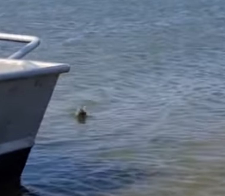 yoichi_yoi_yoi's tweet image. 何度も何度も見てしまうPatapimのリリース動画🌊✨🦭
卒業おめでとう!🎊
最後胴体を上げて何度も海のある方向を見る姿や顔がほとんど乾き切ってパンダになっているところ、動画の最後の最後にPatapimマズルが映るのもホント可愛いったらないよ🥹✨
いつまでも元気でね!!🌊🦭✨😭
#アザラシ幼稚園