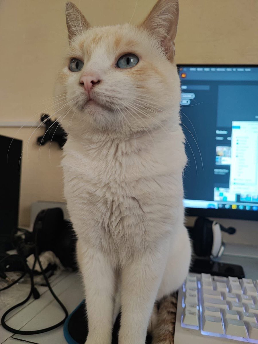 adoptagdl's tweet image. 🆘 SEGUIMOS BUSCANDO A BENI 🆘 Beni es un gatito viejito que responde a su nombre,
Podría estar por las zonas de Industria Textil, Real del Bosque o Valdepeñas.📱Por favor mándenos un mensajito al 333 406 8088.