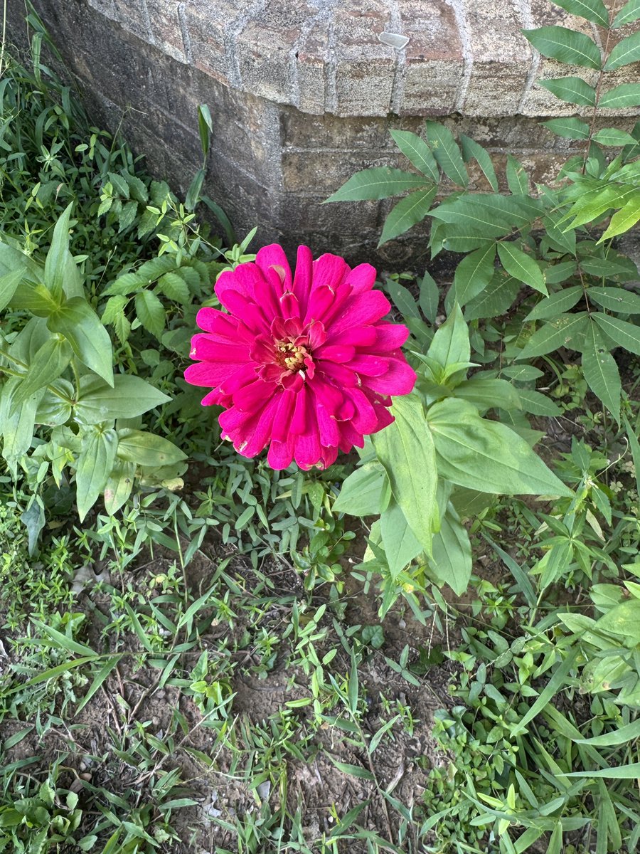 Flowers of summer. My family planted them. #flowers #summerflowers