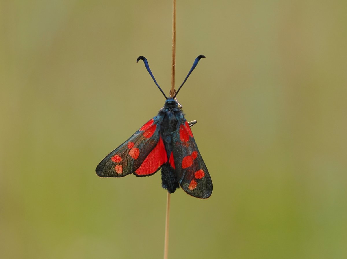 MickJones9's tweet image. There is something wonderful to see every few paces at @BBOWT Dancersend Extension - grasshopper stored for later in funnel web of Agelena labrynthica spider, Small Blue on its food plant Kidney Vetch, Striped Lychnis caterpillar, 6-spot Burnet Moth pole dancing.