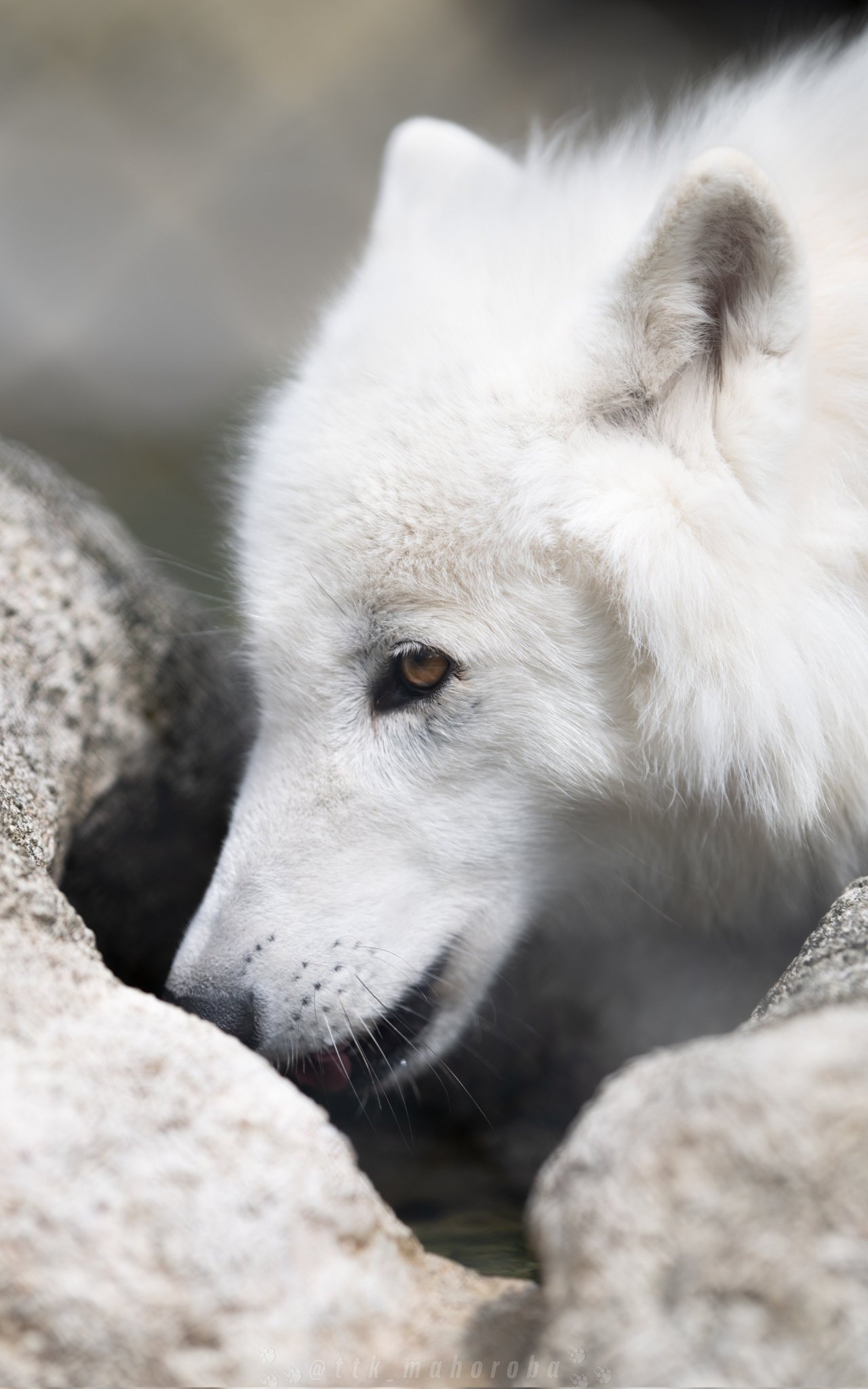 babythree400% 第2世代 オオカミ狼 オイル目 たつき🐺wolf photograph on X: