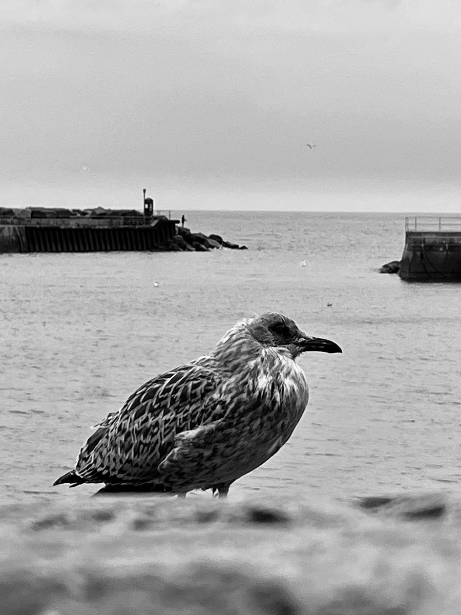 mattlynhamphoto's tweet image. #Gallery365in2025SaturdayMono
@Gallery365photo
#Gallery365in2025