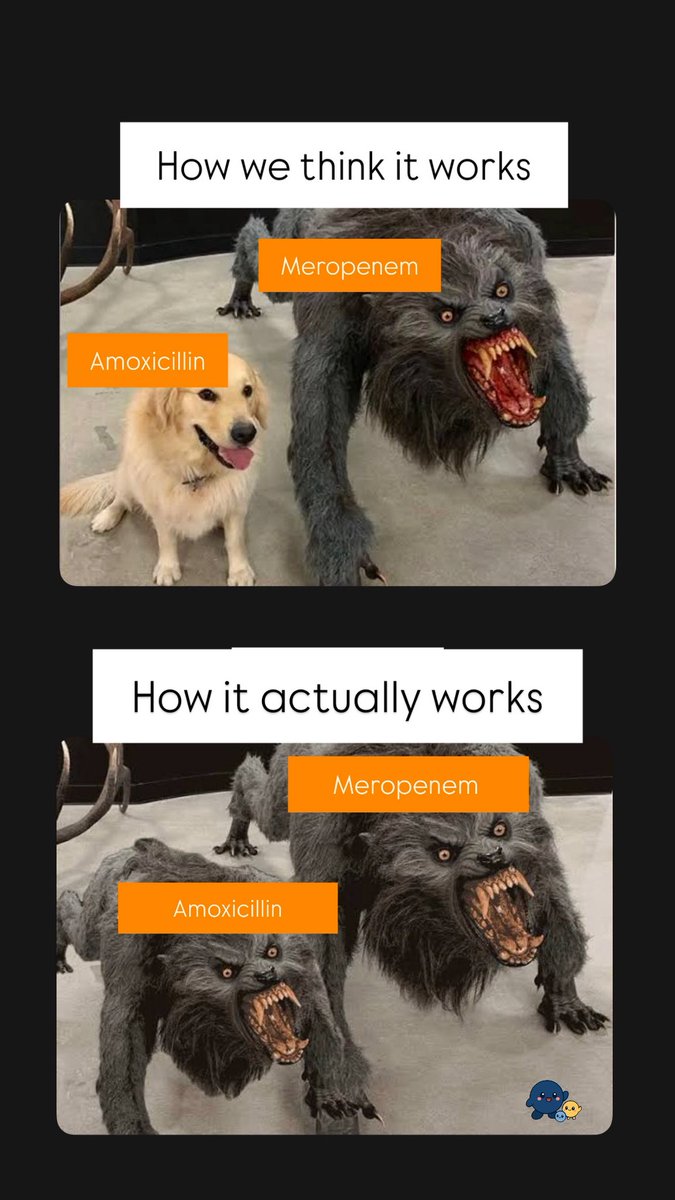 AliSMV7's tweet image. MYTH: Carbapenems are stronger antibiotics
REALITY: As empiric therapy, Carbapenems are sometimes a better option in high-risk of infection due to a resistant microorganism. HOWEVER as definitive therapy they are as effective as other options.