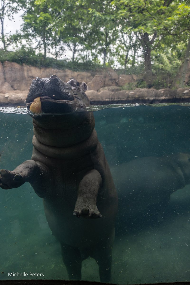 CincinnatiZoo's tweet image. Can you believe it? Fritz will be 3 on August 3!