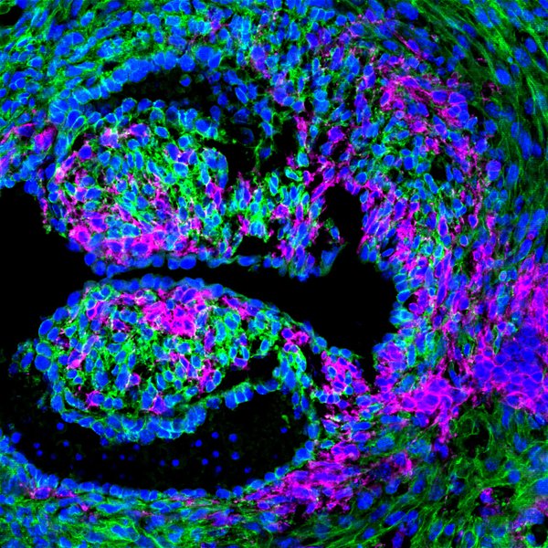ChenInstitute's tweet image. Check out the latest research at @CaltechN: Scientists at @BronnerMarianne and Martik labs have identified the complex circuit of genes that enables Zebrafish to mend damaged organs. Read more here: bit.ly/40uYfjk
#RegenerativeBiology #CaltechResearch