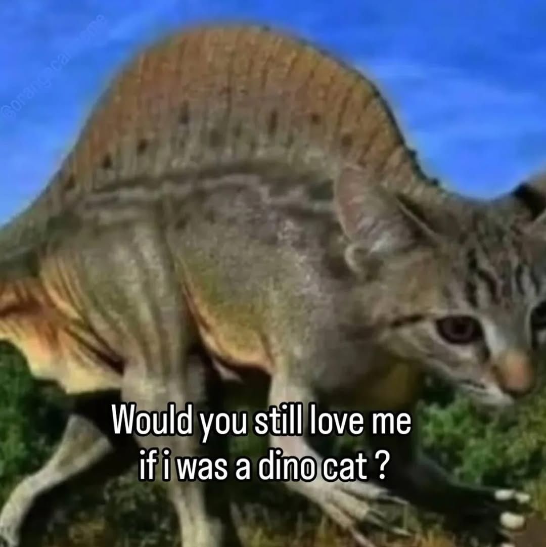 Shoota (@shootacat) on Twitter photo 