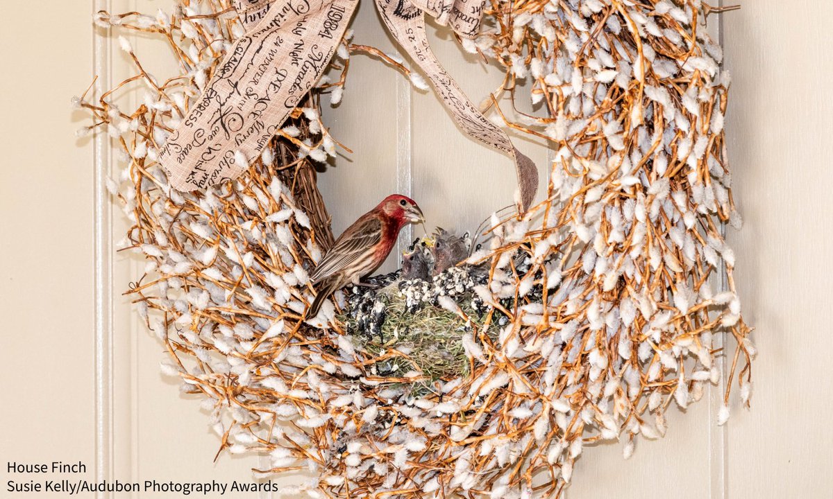 audubonsociety's tweet image. From mailboxes to gutters, birds can choose inconvenient or silly—and sometimes dangerous—places to nest. But what can you do? @Audubon_GL has put together a helpful guide with #BirdFriendly actions you can take when birds nest in “bad locations.” bit.ly/44KzgKb
