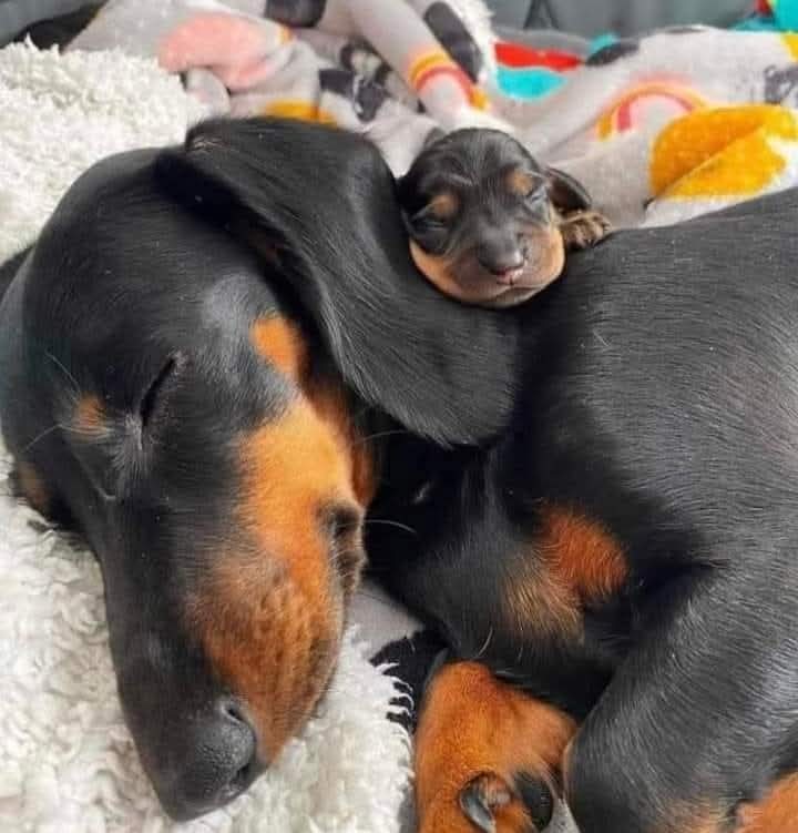 Dachshund (@daschundlovers2) on Twitter photo 