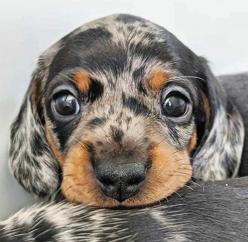 Dachshund (@daschundlovers2) on Twitter photo 