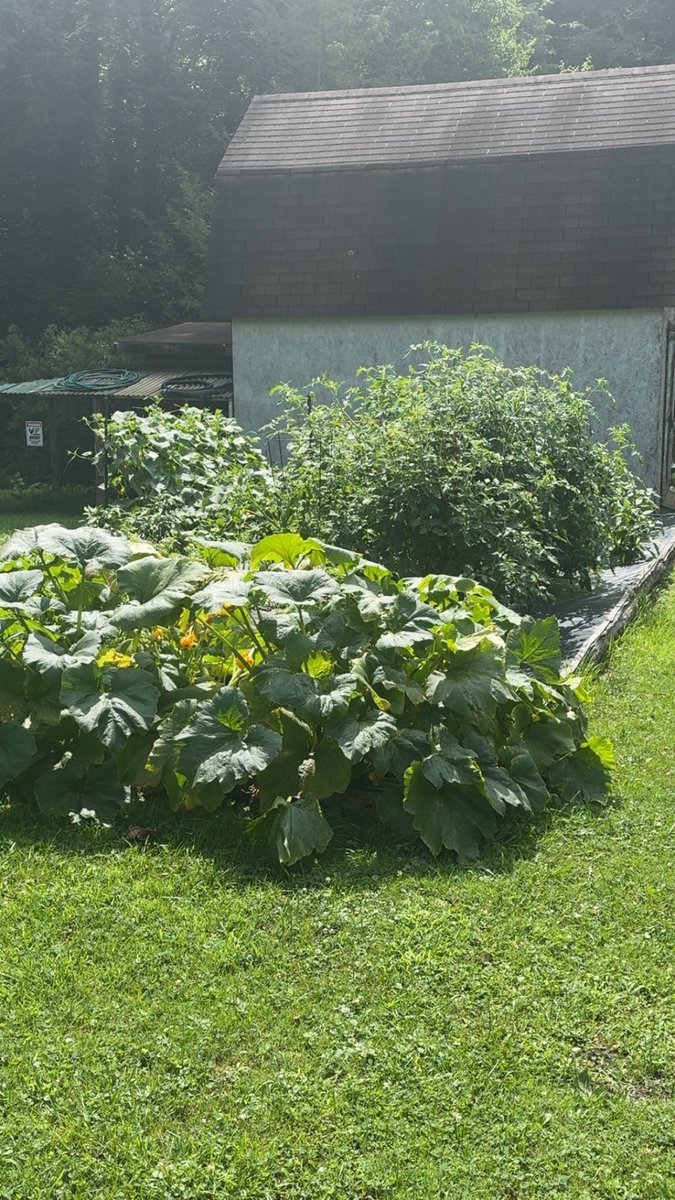 HEROsPool's tweet image. I traced and trace it from the garden to the cutting board!