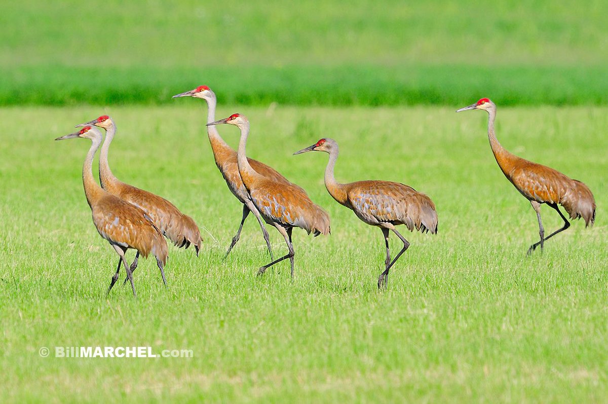 A half dozen Greater Sandhill Cranes march across a recently cut hay field. I assume the mowed field allows the big birds easy access to insects and rodents.
