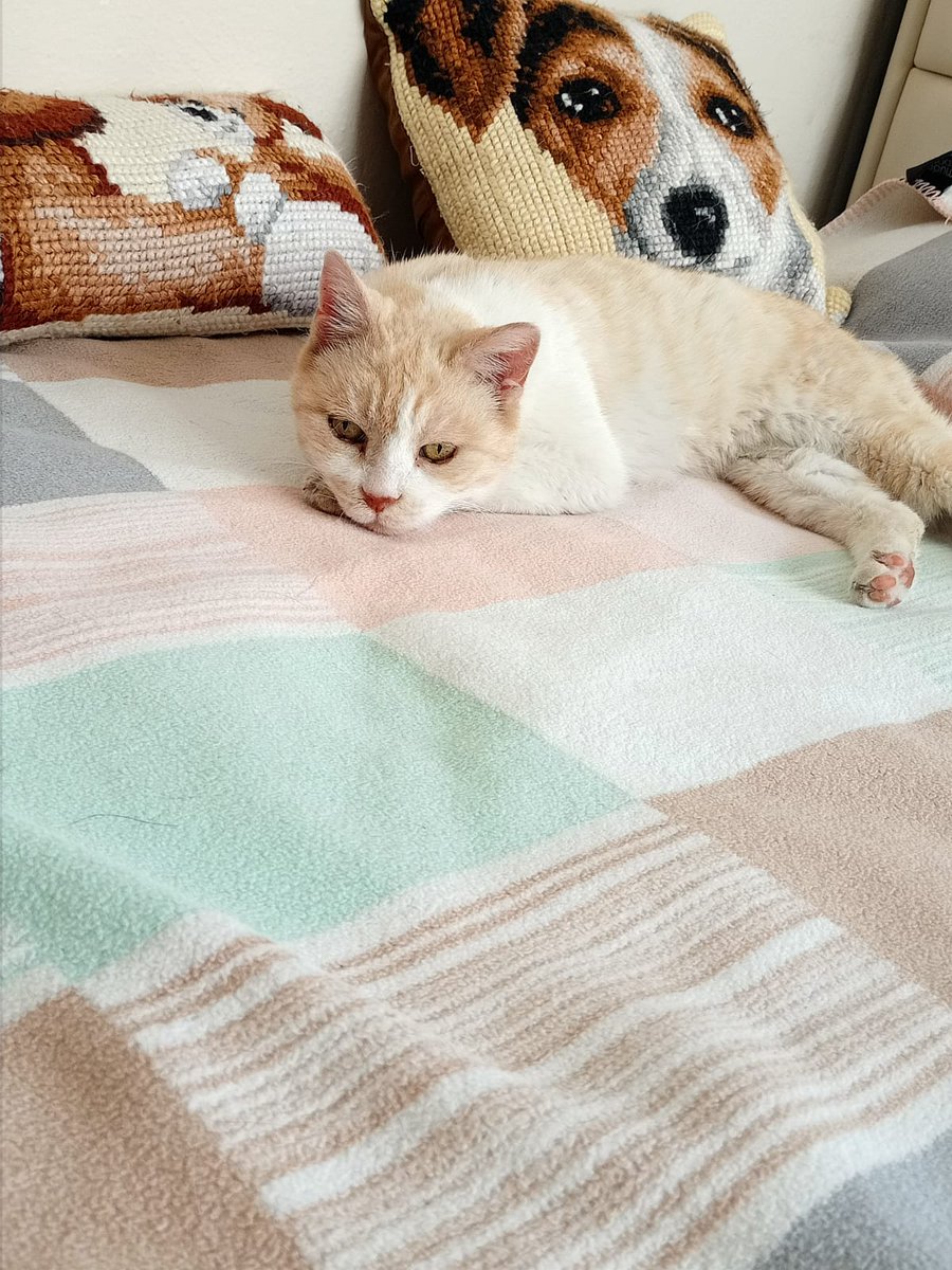 Sahiplendirilen kütüphane ninemiz Latte, yeni evinde de okumalarına devam ediyor. 

#satınalmasahiplen