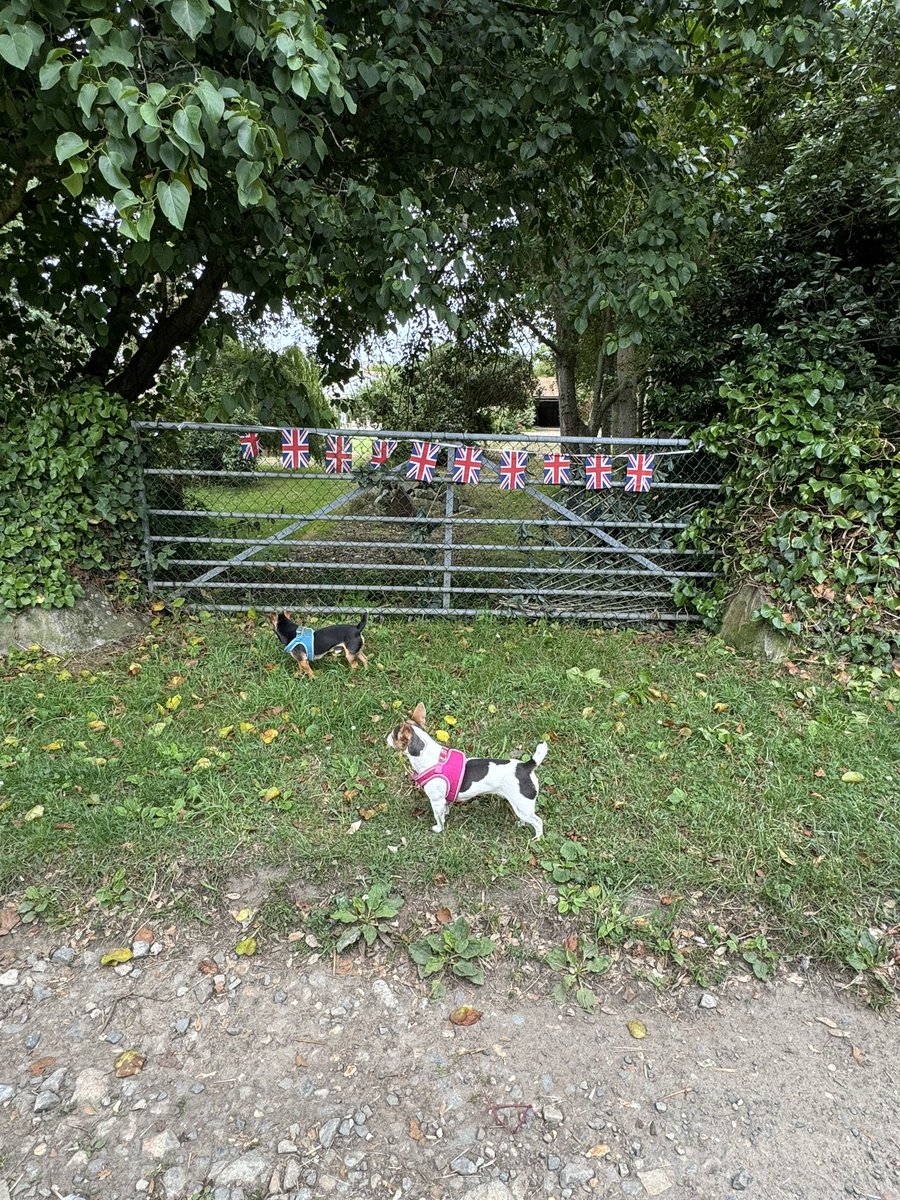 A gate on Saturday with added Jack Russells!

#gatesonsaturday