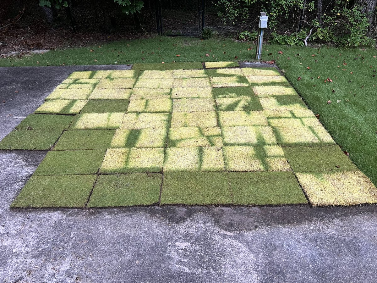7 day zoysia sod from pallet demonstrates effects of no sun or shade on grass.  Underlying pieces had no sun. GA increases, stored carbs burned to produce top growth and clippings.  Days of cloud cover can have same effect necessitating more vs less growth regulators.