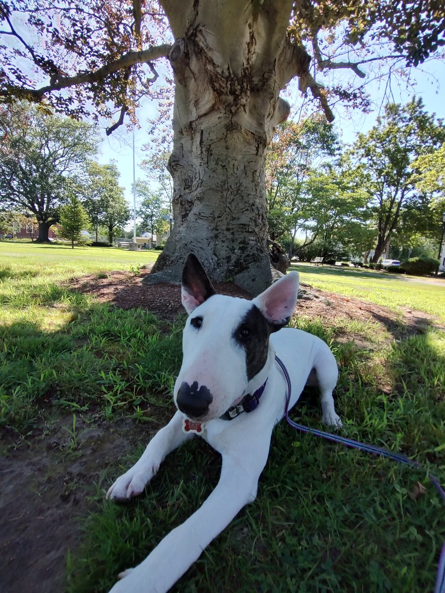 rexthetvterrier's tweet image. Today's #SpikesSpots is this beautiful Copper Beech tree. I'm told it was Rex's favorite tree, and it provides great shade on a sunny morning
#Spike #PuppyLove #Dogs #SaturdayVibes