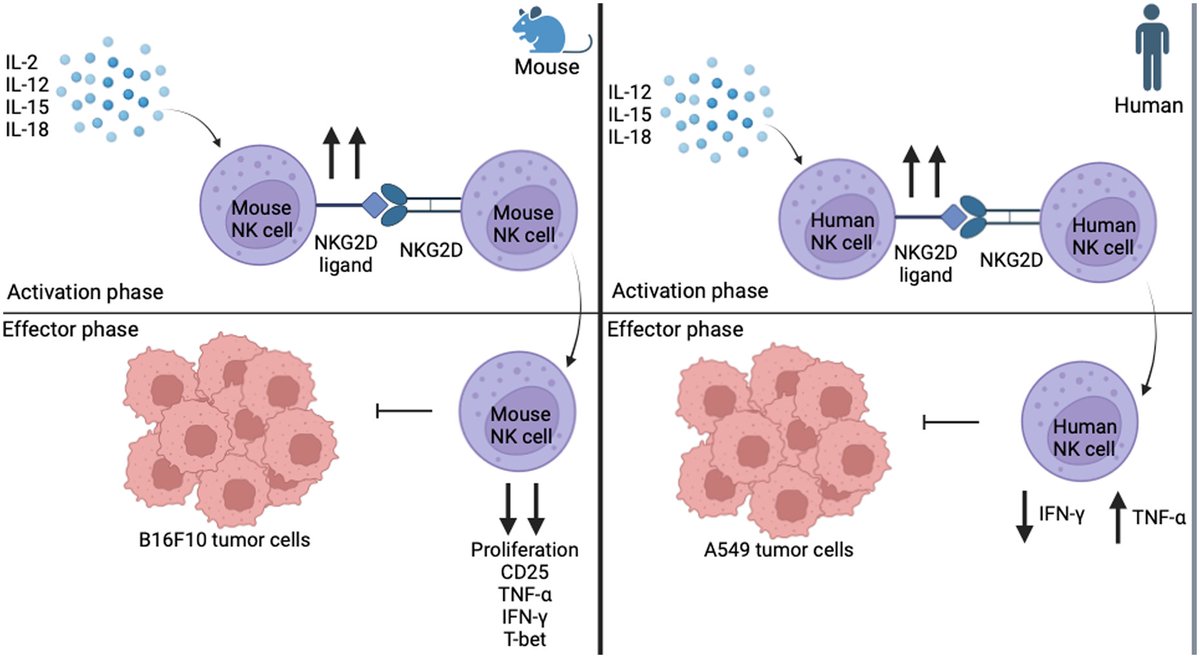 J_Immunol's tweet image. Data suggest that eliminating NKG2D signaling could be beneficial in NK cell adoptive therapy, highlighting the need to better delineate downstream effects of NKG2D in humans rather than in mice before developing new #immunotherapy. Learn more: ow.ly/nCOj50WlLrM.