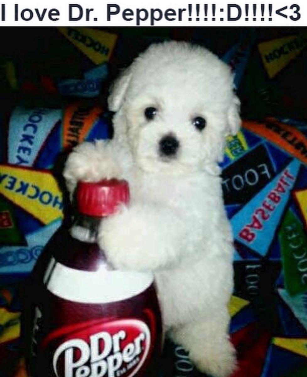 cachorrocore's tweet image. 