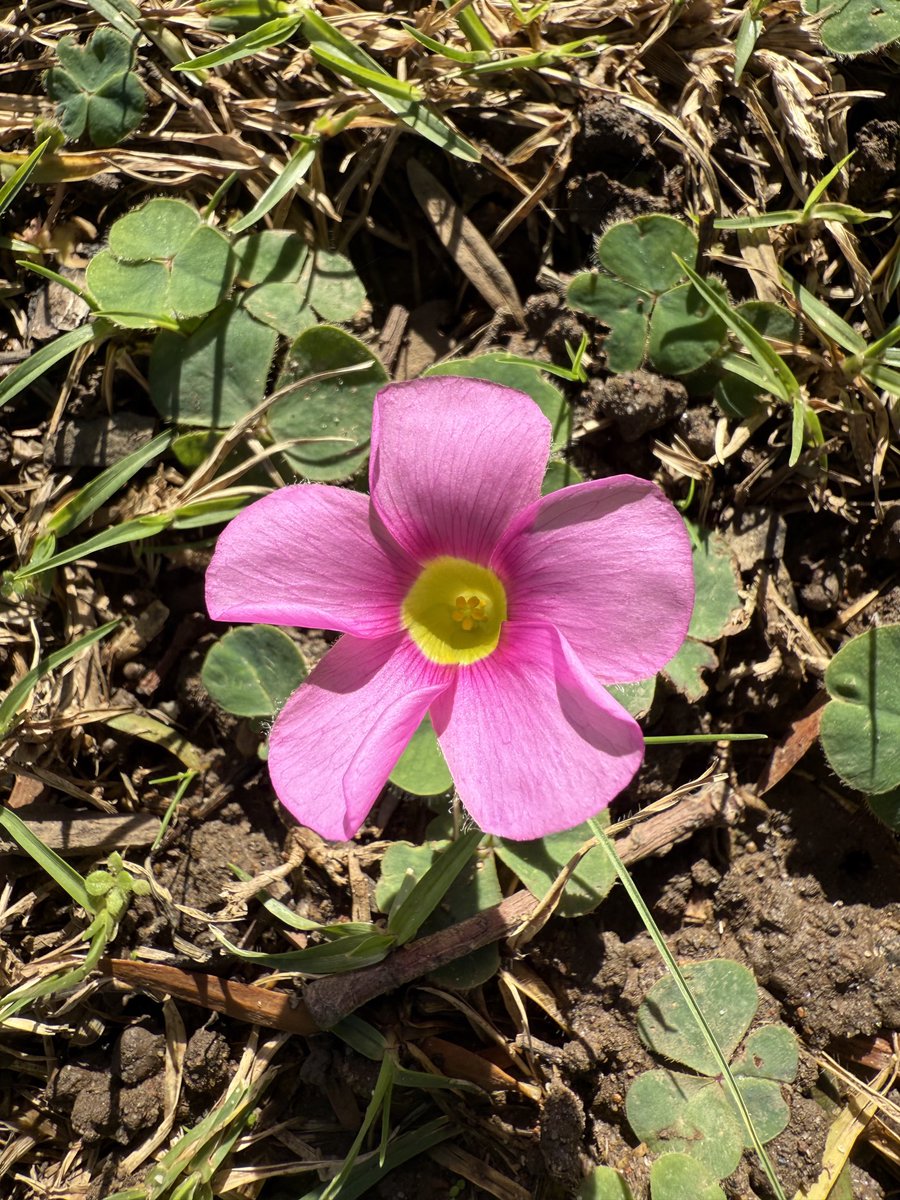 JudeStevens's tweet image. On my walk today, masses of oxalis popping up suggesting there will soon be a change of season. I love the way these flowers emerge and create carpets of floral beauty 🌸🌿🌸 Hope you’re all having a weekend of doing whatever you enjoy 😊 #wildflowers #nature