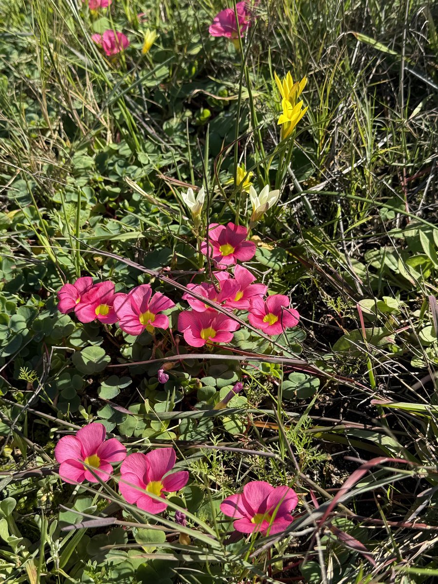 JudeStevens's tweet image. On my walk today, masses of oxalis popping up suggesting there will soon be a change of season. I love the way these flowers emerge and create carpets of floral beauty 🌸🌿🌸 Hope you’re all having a weekend of doing whatever you enjoy 😊 #wildflowers #nature