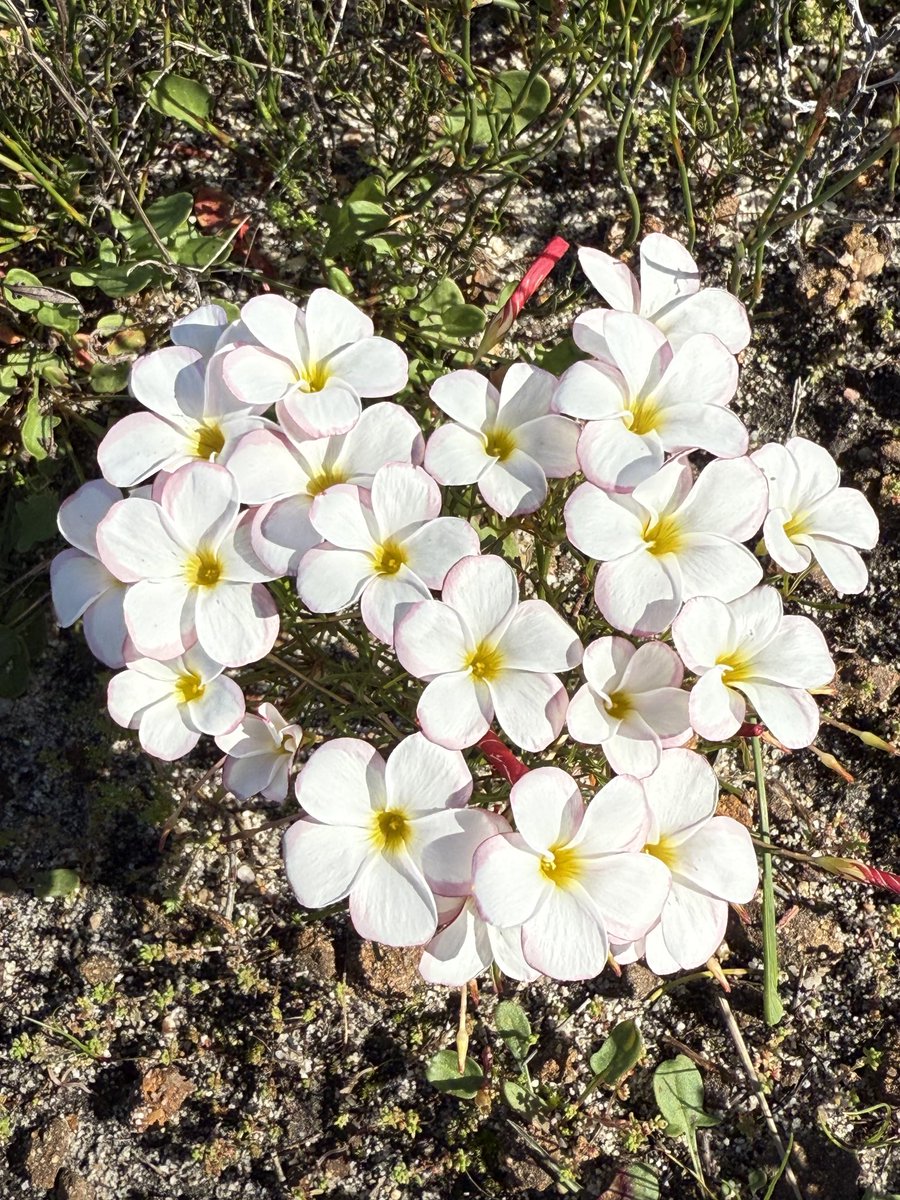 JudeStevens's tweet image. On my walk today, masses of oxalis popping up suggesting there will soon be a change of season. I love the way these flowers emerge and create carpets of floral beauty 🌸🌿🌸 Hope you’re all having a weekend of doing whatever you enjoy 😊 #wildflowers #nature