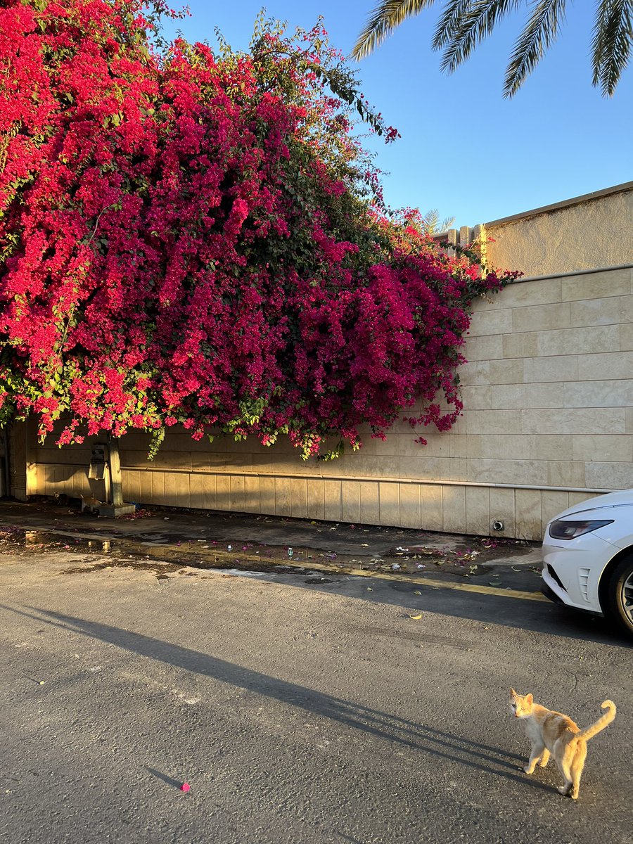 abdduidti's tweet image. يوليو بأربع صور :