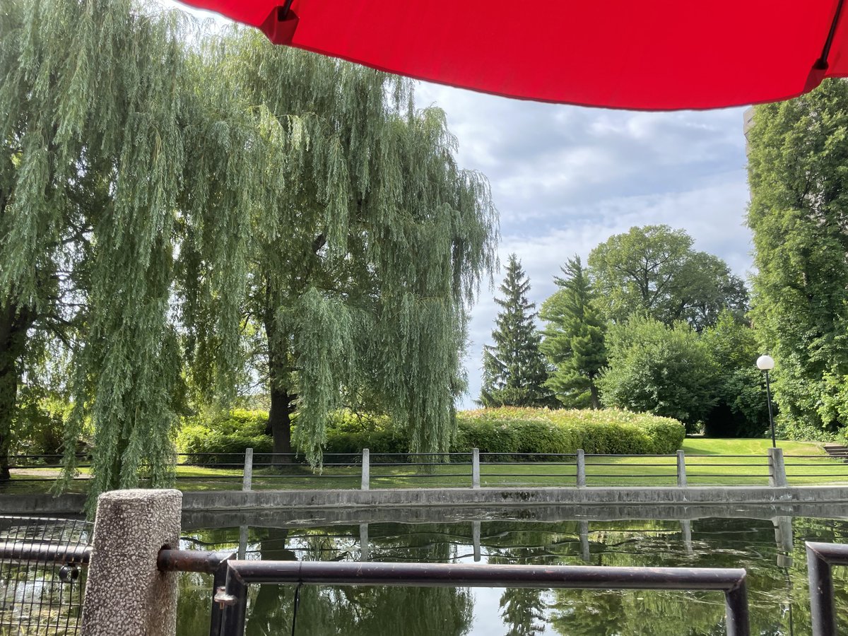 Morning walk for coffee,
eyes open to what the day reveals—
the first water lilies, quietly blooming.

#coffeedates
#ottawadate