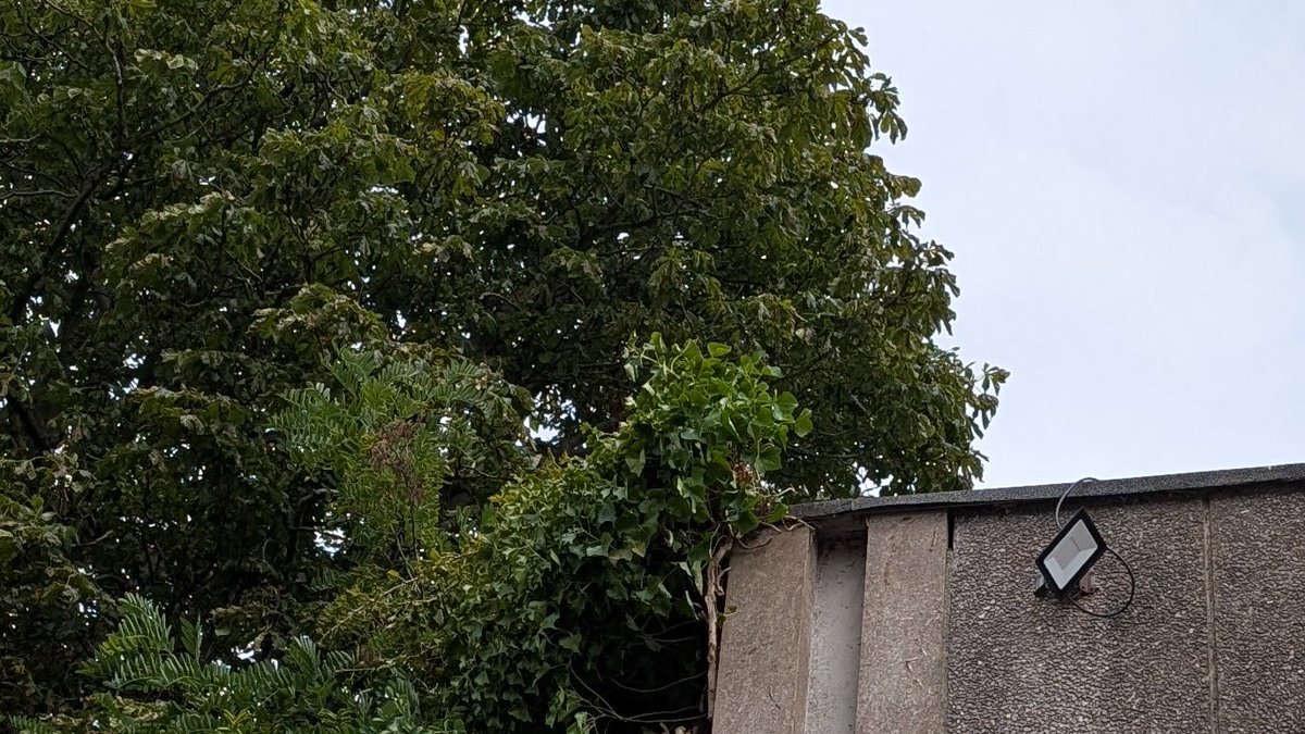 Ivy is the scourge of many a garden and so it was at Swindon's Masonic Centre. The task of removing it fell to Vince Wheeler who climbed the ladder while Chris Biggs ensured it didn't move. Once the Ivy was removed the frontage looked a lot better - well done guys. @provgm