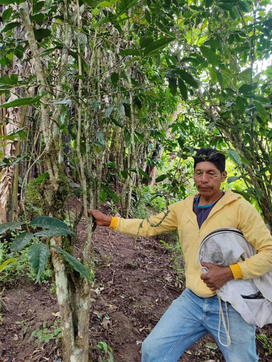 Agricultura_CZ3's tweet photo. #Chimborazo | En el cantón #Pallatanga y la parroquia #Multitud, el equipo técnico de #PIDARA recopila datos de estimación de cosecha de café, apoyando a productores con información precisa para impulsar la cadena productiva. 👨‍🌾#ElNuevoEcuador  #NadaNosDetiene https://t.co/9FISOBLKos